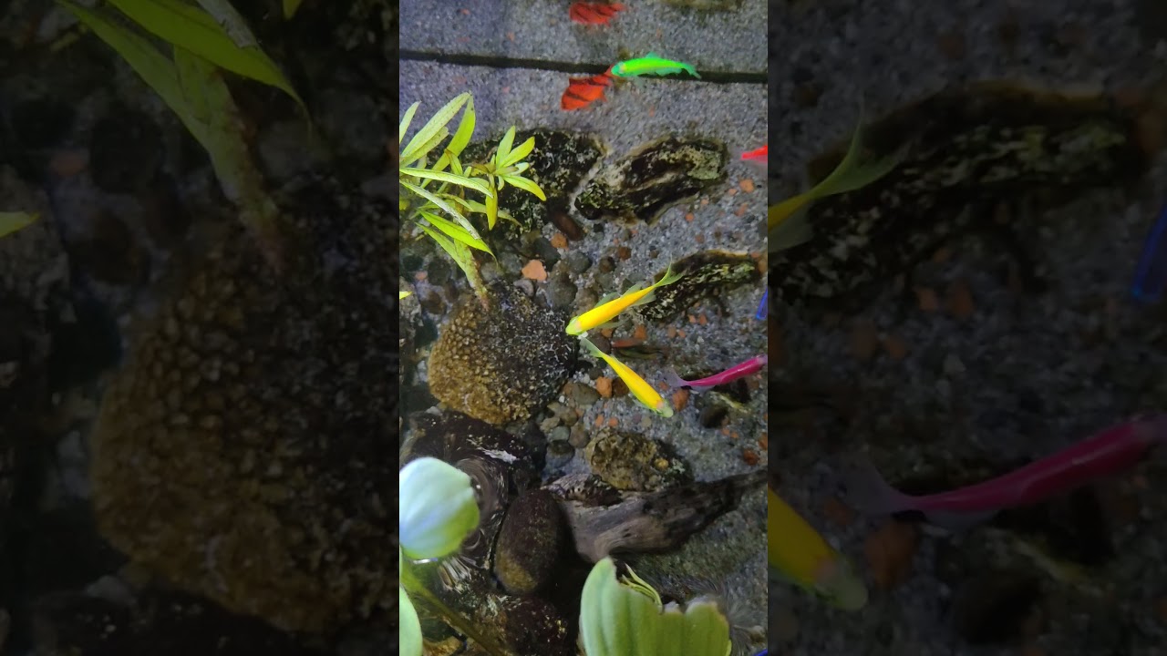 A Colorful Mini Underwater World!