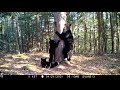 Bear Marking Tree Sow with Cubs April 2021