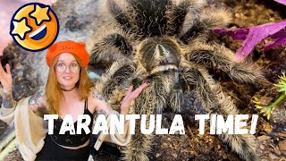 Feeding And Watering My Tarantulas Exotics Lair Style