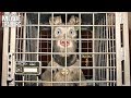ISLE OF DOGS Extended Clip "First 10 Minutes" (2018) - Wes Anderson Stop Motion Animated Movie