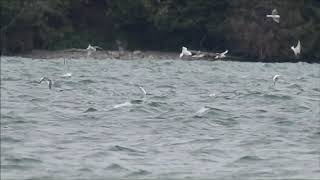 Sabines Gull at Barrie on 13 September