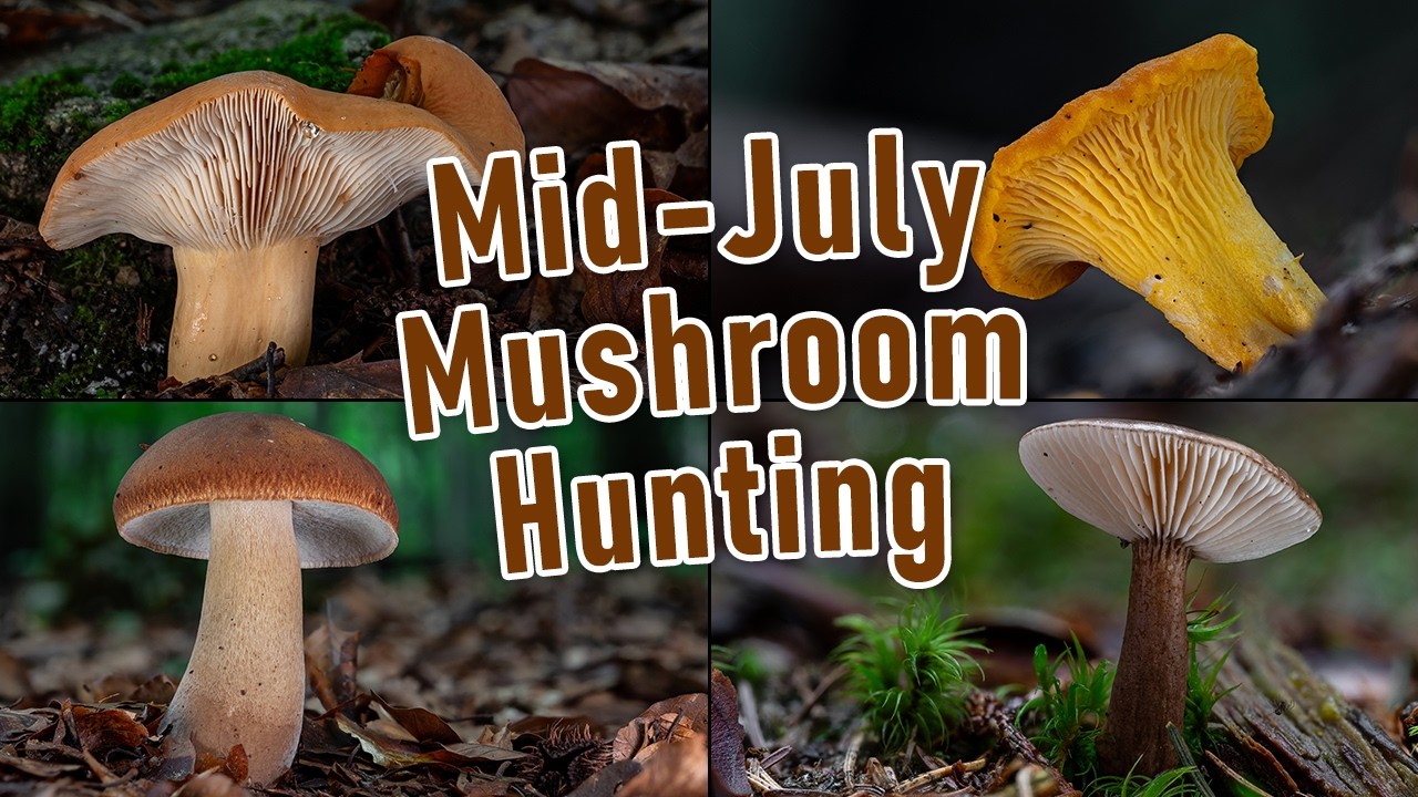 Mushroom Hunting - Mid July 2024 - Mushrooms, Houby, Grzyby, Funghi, Porcini, Boletus, Summer cep