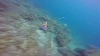 Trigger Fish attack (protecting its nest). Bali 2016