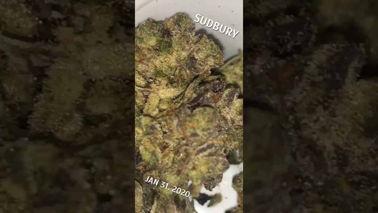 PINK KUSH 19.99% THC INDICA 🍁 🍃