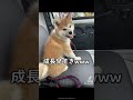 秋田犬の成長が早すぎるww #秋田犬 #秋田犬子犬 #秋田犬仔犬 #秋田犬パピー #秋田犬むぎ#akitainu #akitadog #akitadogs #japanesedog