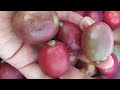 Cosechando ciruelas de huesito silvestres 𝑺𝒑𝒐𝒏𝒅𝒊𝒂𝒔 𝒑𝒖𝒓𝒑𝒖𝒓𝒆𝒂 Jovito, Jocote, Yoyomo #ciruela