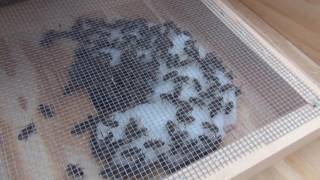Checking the Bee Hive Moisture Condensation