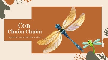 Khám Phá Thế Giới Chuồn Chuồn: Những Chiến Binh Bay Lượn Của Tự Nhiên
