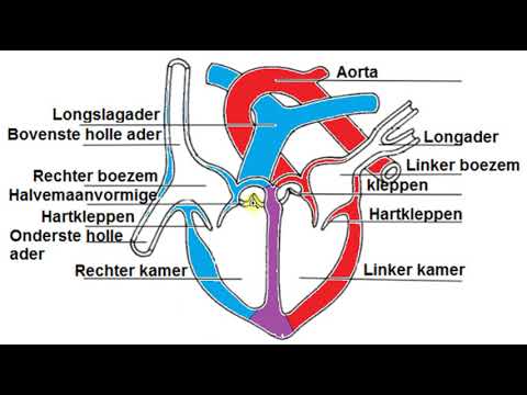 2HVG - BvJ Max - T3 - Bloedsomloop