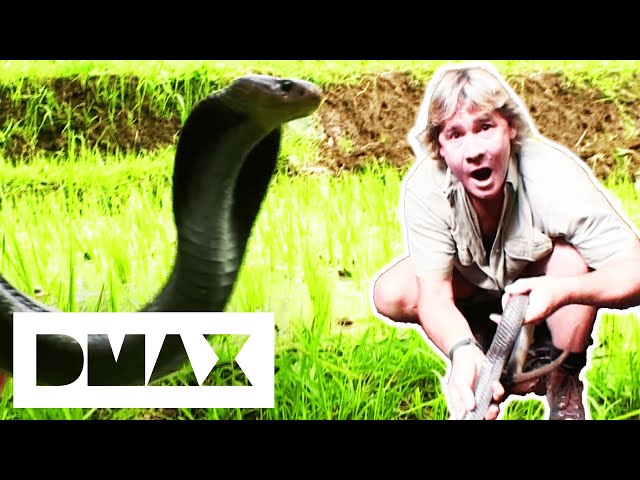 Aggressive Cobras Almost Spit In Steve Irwin's Eye | Crocodile Hunters: The Best Of Steve Irwin class=