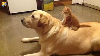 FUNNY CATS and DOGS & other ANIMALS 🐱🐶? New Funniest Animals Videos 2024 by Morgan 152,445 views 3 months ago 10 minutes, 17 seconds