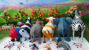 Wadidau Proses Potong Sapi Kurban, Simulasi Sapi Melahirkan, Sapi moo, Cow Videos