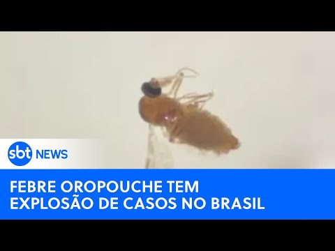 Video giro-news-febre-oropouche-tem-explosao-de-casos-no-brasil