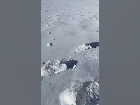 Волчий след #рыбалка #fishing #волк #wolf - YouTube