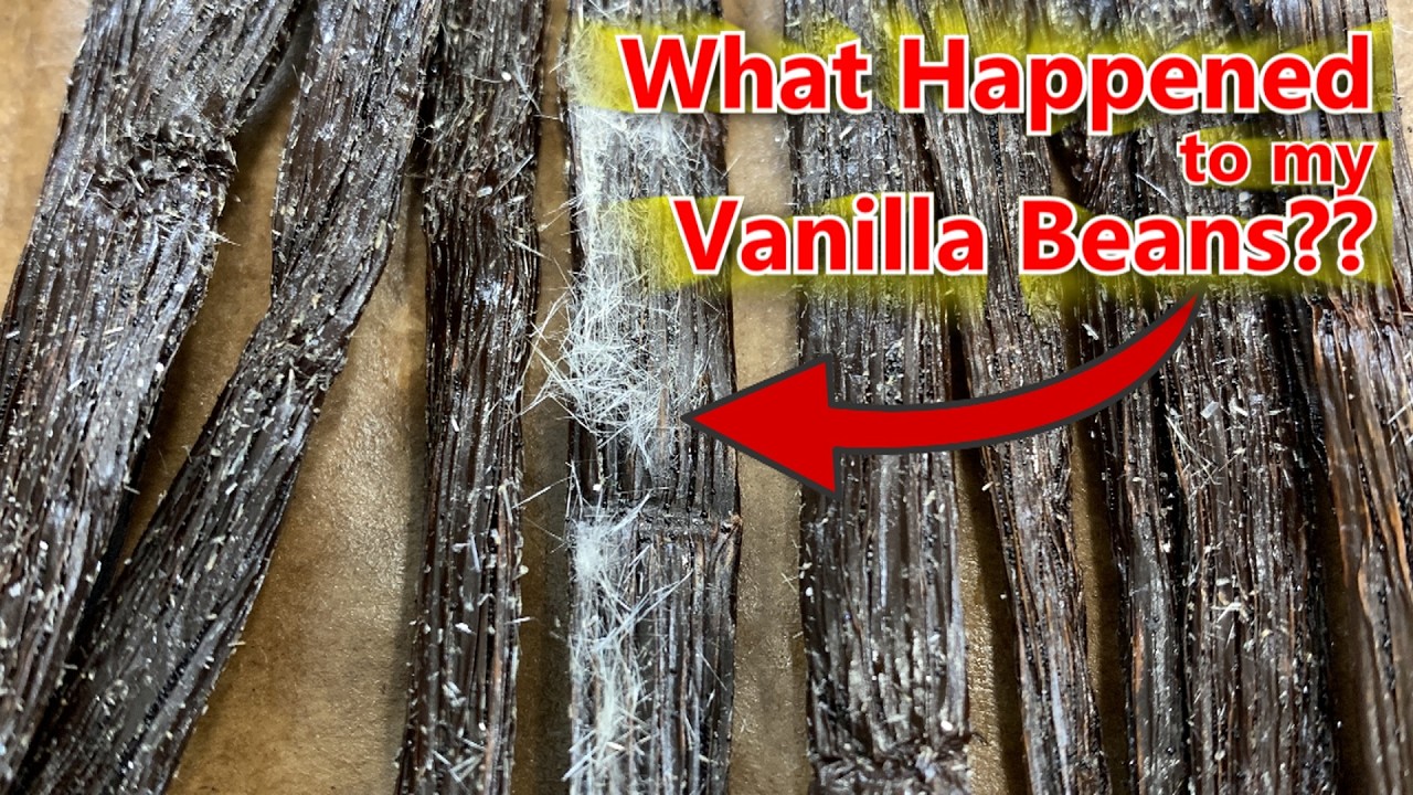 DON'T FREAK OUT!  How to tell if your vanilla beans have mold or vanilla crystals | Aroma Chocolates
