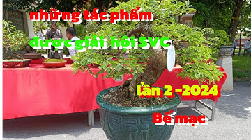 Những tác phẩm đạt giải tại hội SVC huyện Tân châu ||Châu Ngọc vlog & bonsai