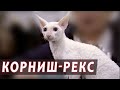 Корниш-рекс - кошка, которую невозможно обидеть