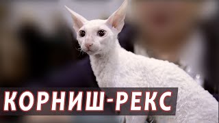 Корнишрекс  кошка, которую невозможно обидеть