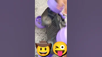 Cute Shorts Youtubeshort Onemaster 