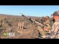 HECS Stealthscreen Bobcat Encounter