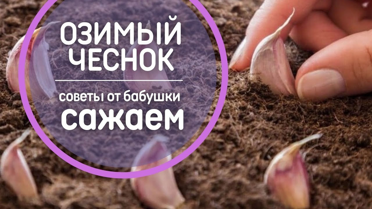 Отбор зубчиков чеснока