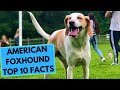 American Foxhound - TOP 10 Interesting Facts の動画、YouTube動画。