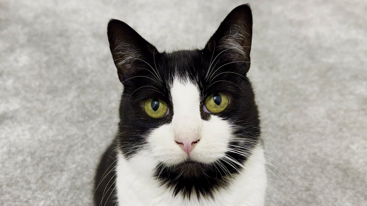 Cat Stares Into Your Soul (2)