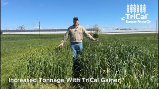 Valor™ Barley vs Gainer ™Triticale