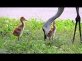 Sandhill Crane Adventures #8