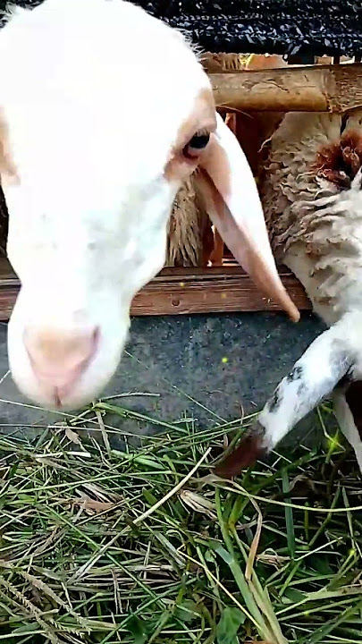 Wanita juga bisa jadi peternak kambing #peternak #sheep #animals