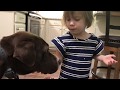STOP Your Dog From Stealing Human Food | Counter Surfing STOP Your Dog From Stealing Human Food | Counter Surfing