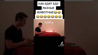 Как едят еду разные животные:D