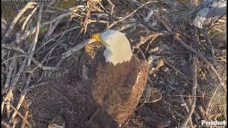 M15 flies to the nest in the evening / 18:49 / 2024-05-10 /Southwest Florida Eagle Cam