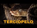 La Serpiente más Peligrosa de Costa Rica (Terciopelo-Bothrops asper)