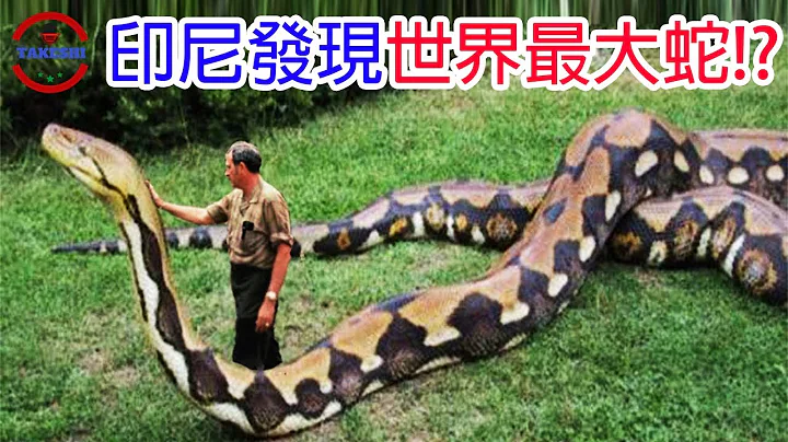 [生物放大镜] 印尼发现比泰坦巨蟒还要巨大的神蛇!? | 数个你不知道的巨蛇秘密 | 蛇吞什么会噎死? - 天天要闻