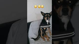 He got caught out #funnydog #funny #dog #kelpie #shorts