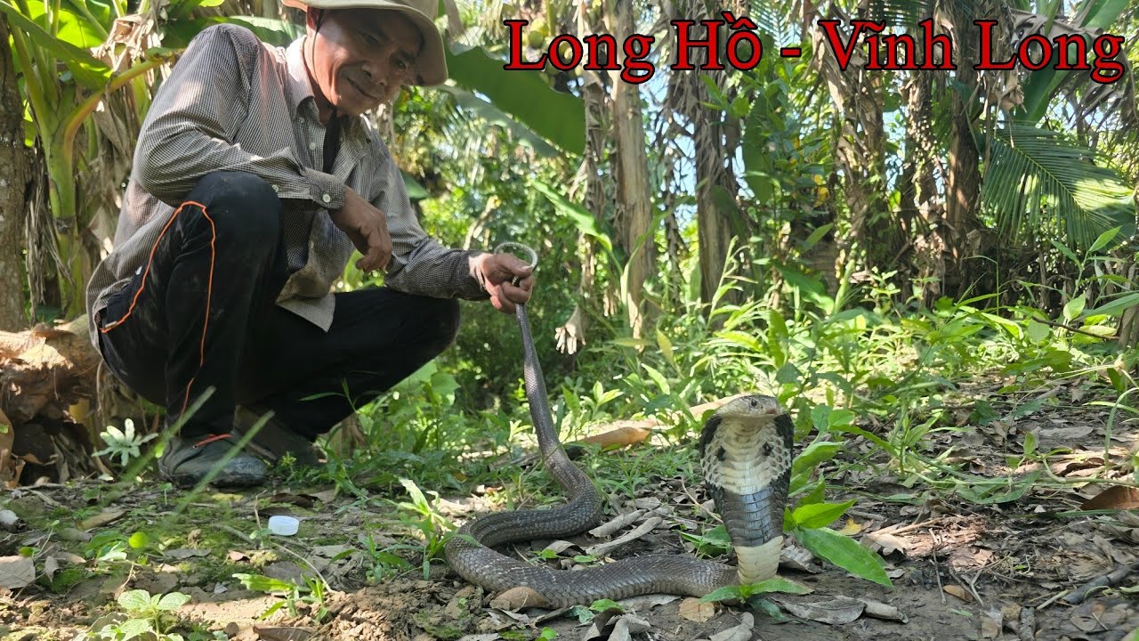 Giúp Cô Chủ Tìm Con Rắn Hổ Mang Đe Dọa Cô Khi Đang Làm Cỏ Trong Vườn Trái Cây || Giang Ca SB# 57