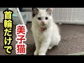 500円の首輪でもエレガントな美子猫に変貌する元保護猫