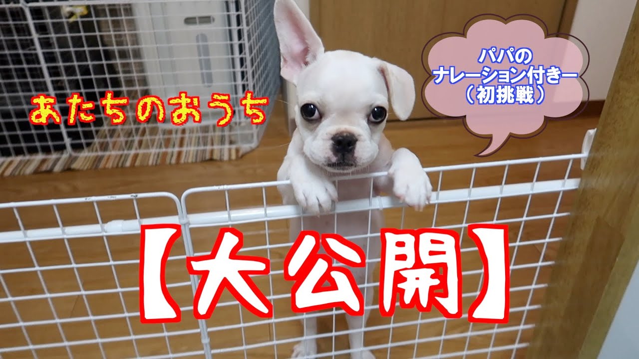 愛犬のケージ拡張は 100均の で簡単に作れる フレブルすあま先生 26 Youtube 愛犬のケージ拡張は 100均の で簡単に作れる フレブルすあま先生 26 Youtube