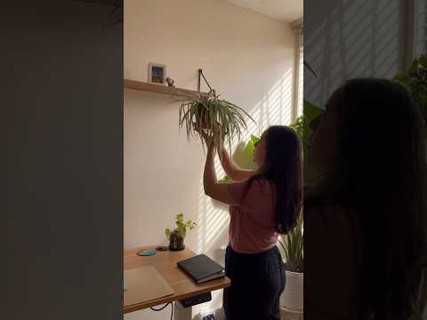 Video: Co je to pavučina Leek domácí: Jak vypěstovat pavučinovou sukulentní rostlinu