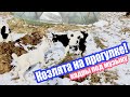 Козлята резвятся на огороде - красивые кадры которые жалко удалить!