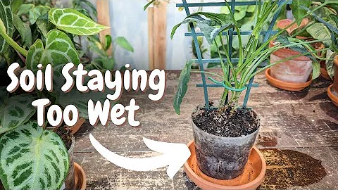 how to fix an OVERWATERED houseplant quick and easy - DayDayNews