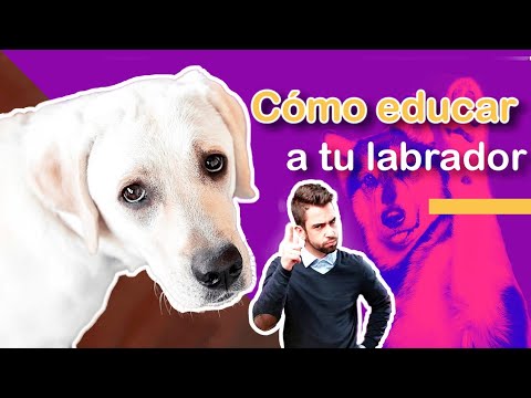 Como Educar A Un LABRADOR.//Los 8 Mejores Consejos para un LABRADOR. hqdefault