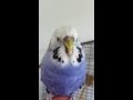 Pietje de Parkiet lekker bezig.