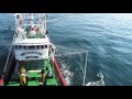 Fish survival experiments in the Basque purse seine fishery