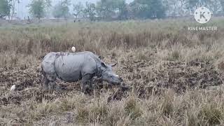 #काजीरंगा नेशनल पार्क, one horned #rhinoceros #elephant safari, assam