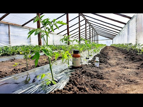 Video: Zile de plantare favorabile în martie 2020 pentru roșii