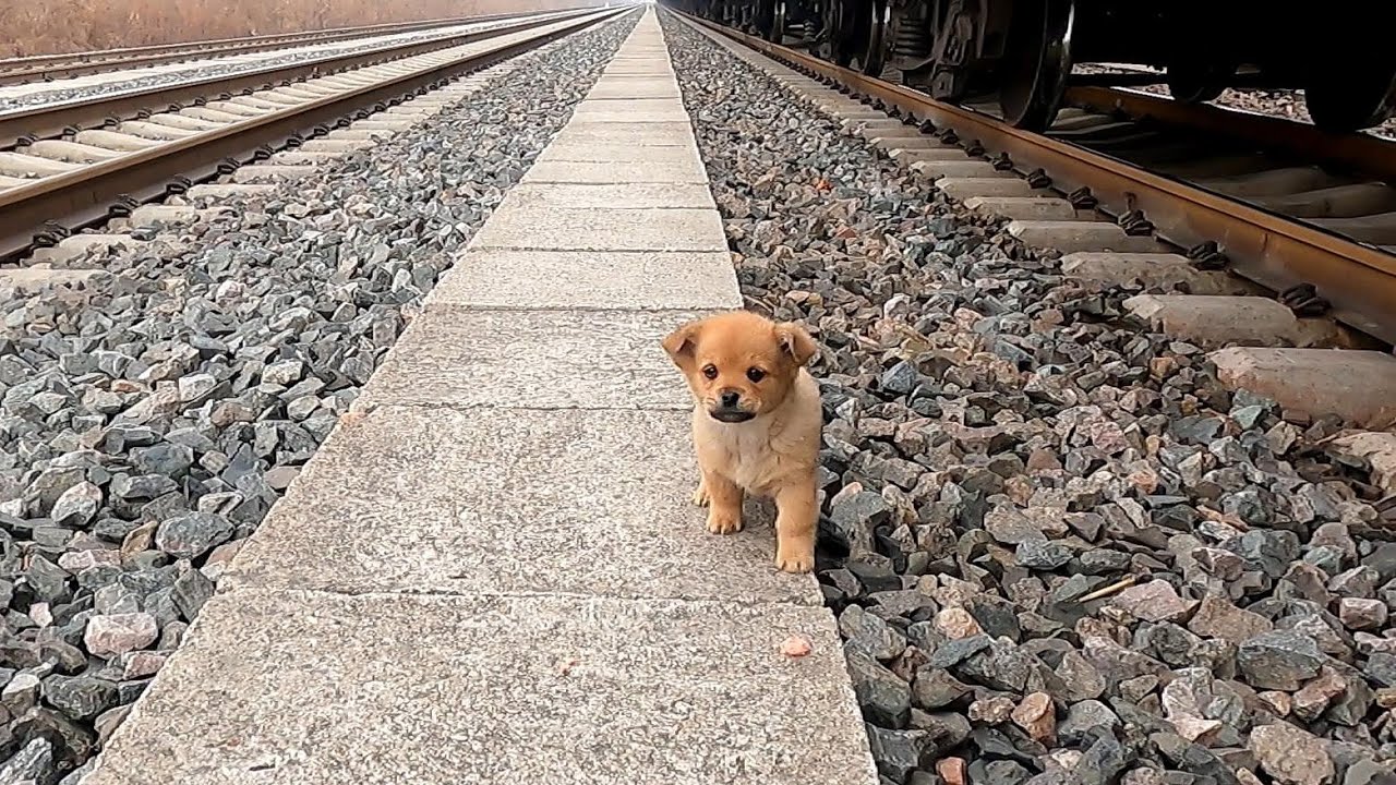 หมา กำพร้า หลงทาง  puppy looking for grain dropped from train