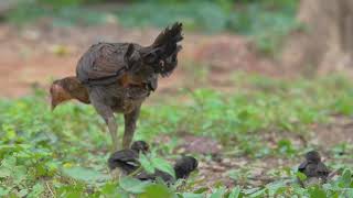 เพลงไก่ กุ๊ก กุ๊กไก่ ภาพประกอบ ไก่ตัวเป็นๆ | สื่อการสอนสำหรับคุณครู เรียนรู้เรื่องสัตว์