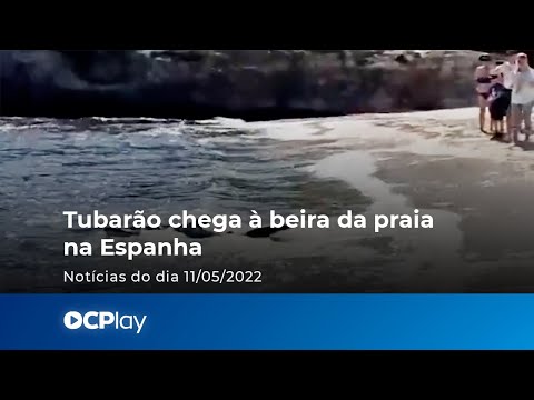 Tubarão chega à beira da praia na Espanha